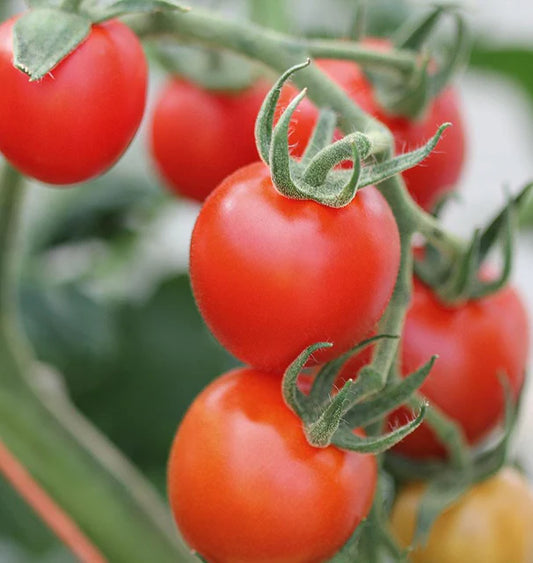 Seeds | Tomatoes Mountain Magic
