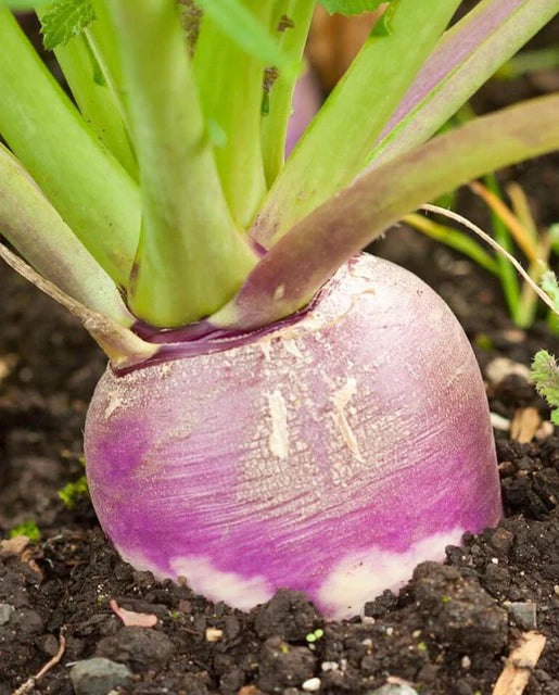Seeds | Turnips Purple Top White Globe