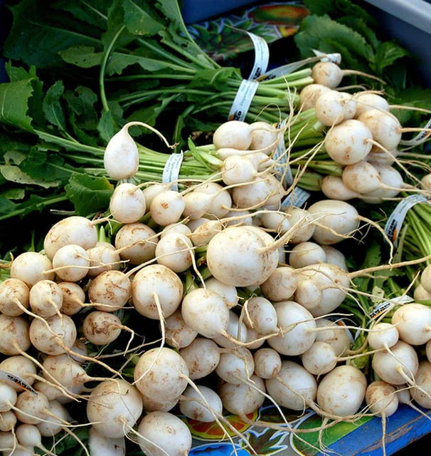 Seeds | Turnips Tokyo Cross