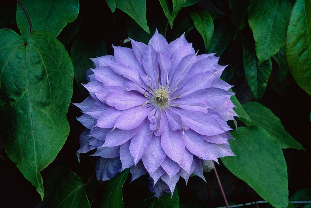 Clematis | Garden Seedling