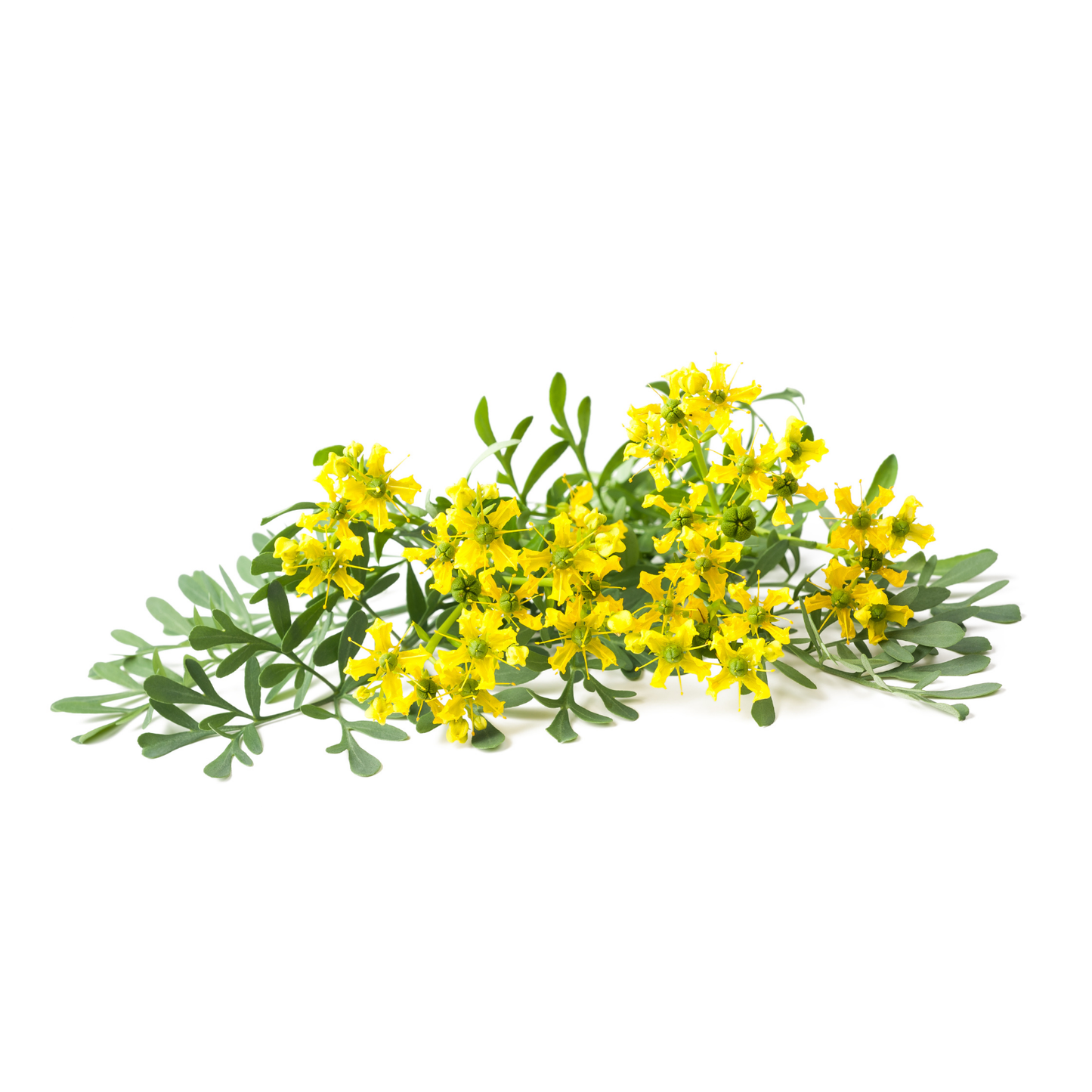 Seeds | Rue