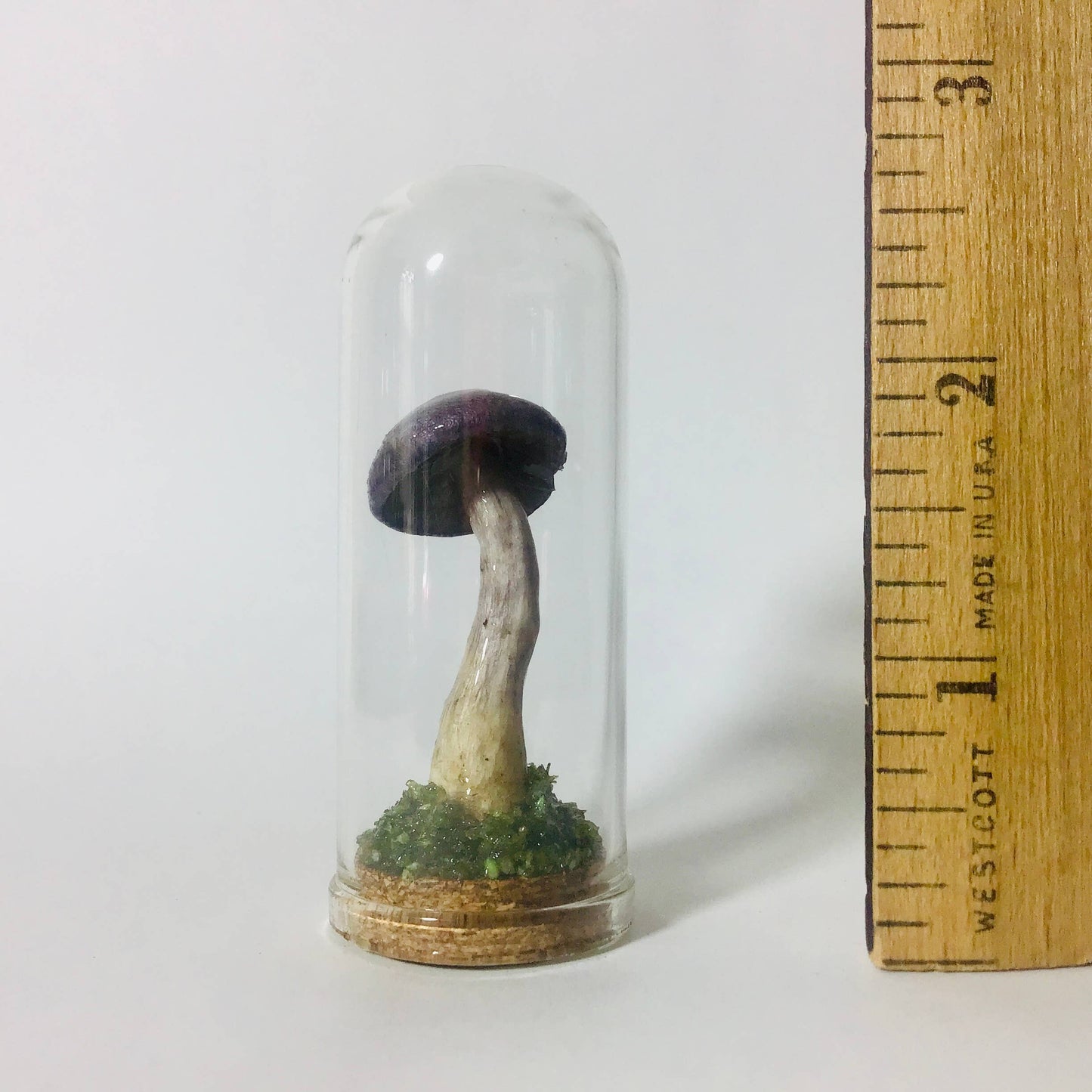 Mushroom Curio Real Fungi 2.75"