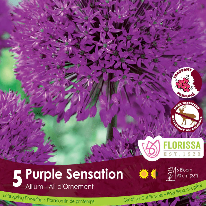 Purple Sensation 5pk | Allium