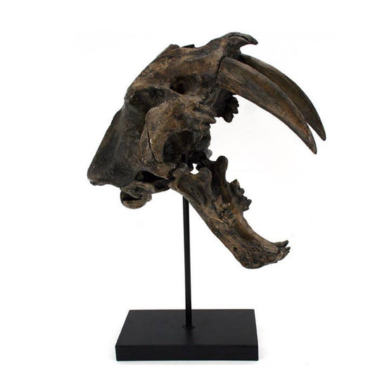 Sabertooth Tiger Fossil Skull Faux