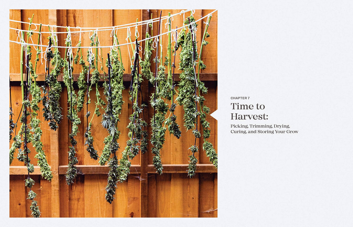 Cannabis Gardener: A Beginner's Guide to Growing