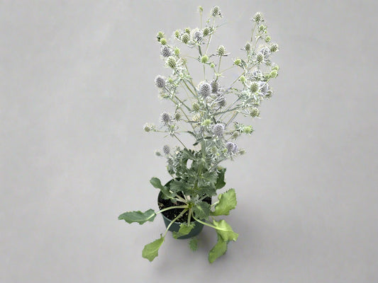 Sea Holly Eryngium blue glitter  |  Garden Seedling 6"