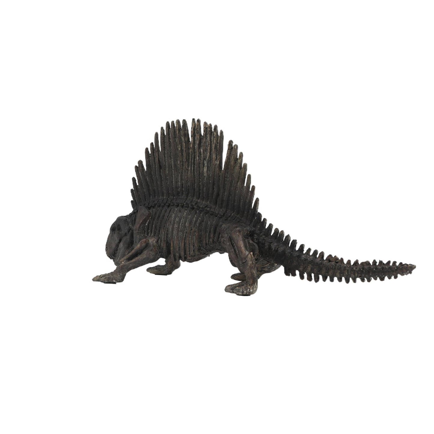 Dimetrodon Dinosaur Fossil