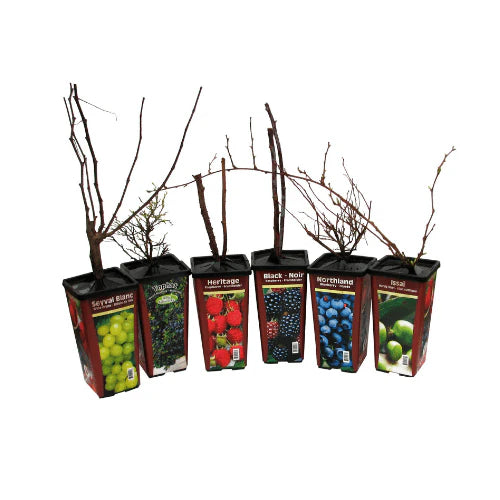 Blueberries  | Top Hat