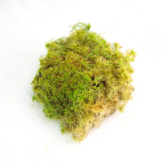 Mossify Sphagnum Moss Live