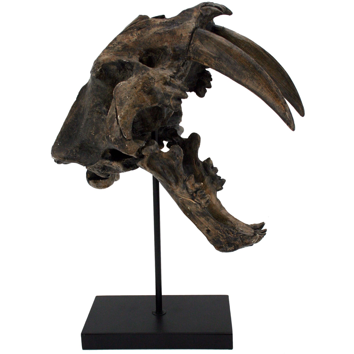 Sabertooth Tiger Fossil Skull Faux