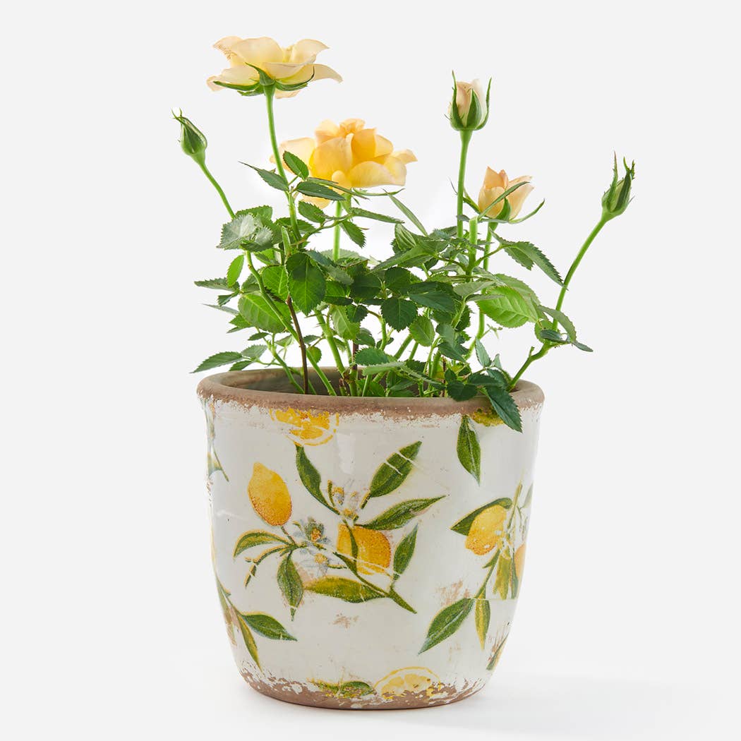 Lemon Plant Pot