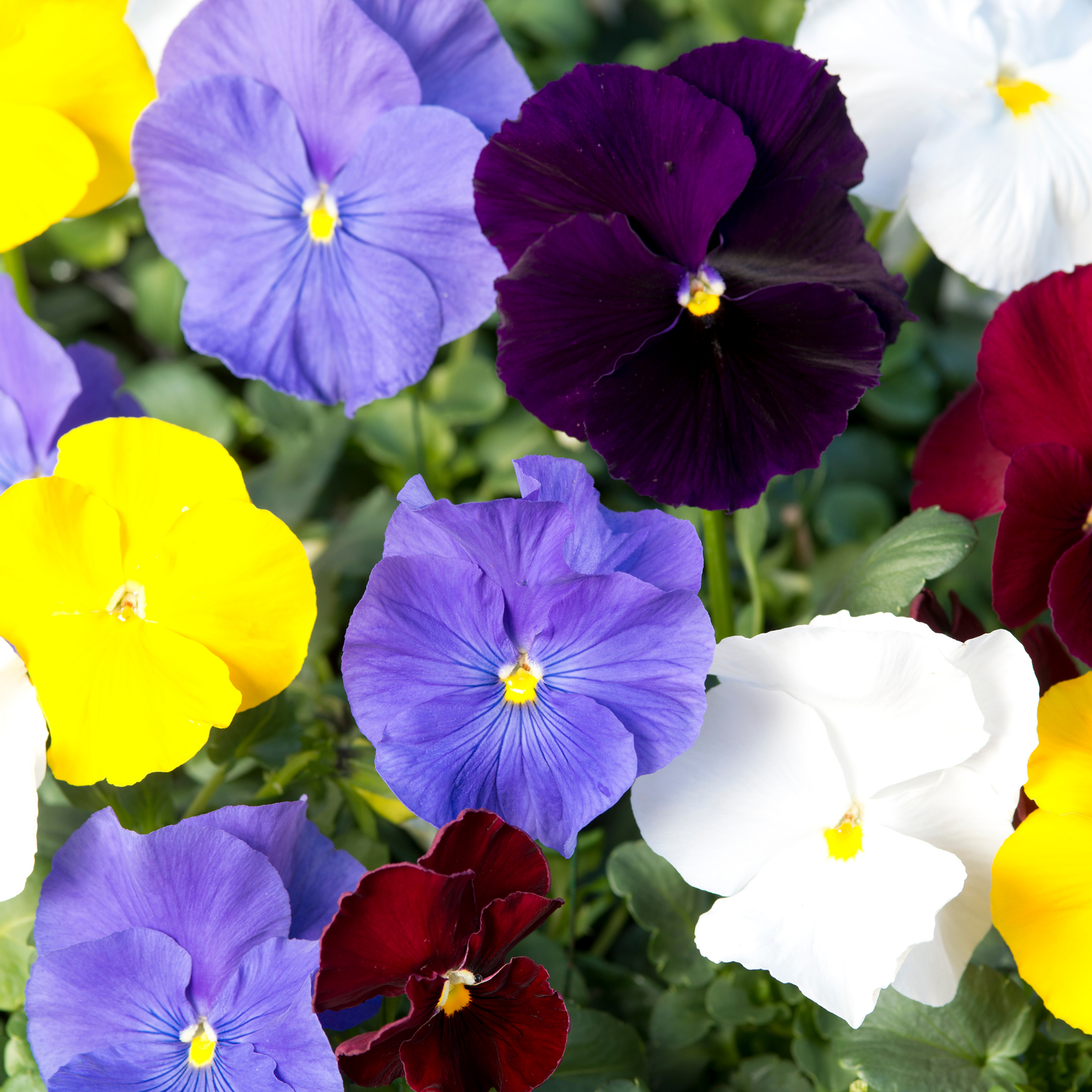 Seeds | Baking With Flowers