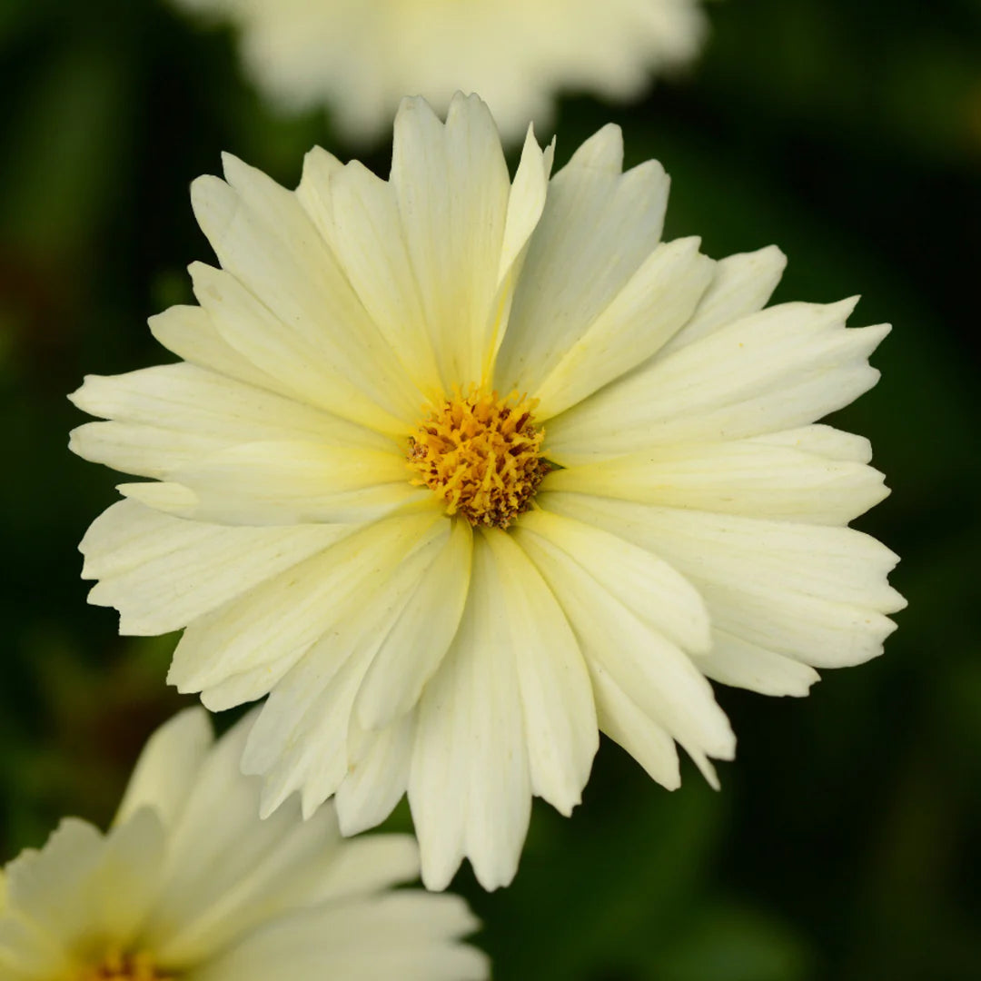 Coreopsis | Garden Seedling