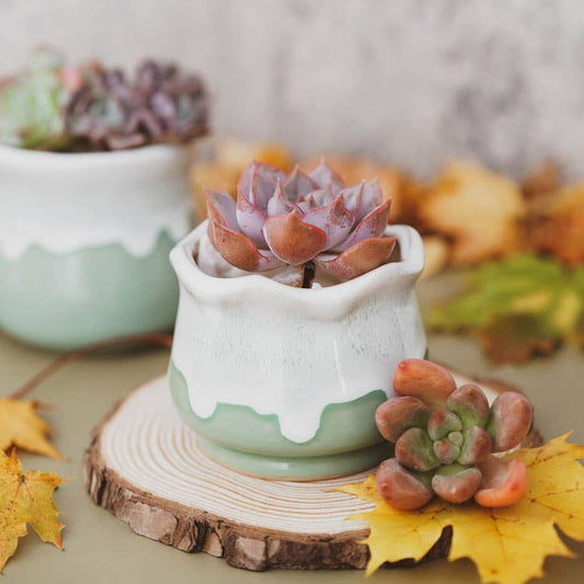 Ceramic Drip Milky Green Lotus