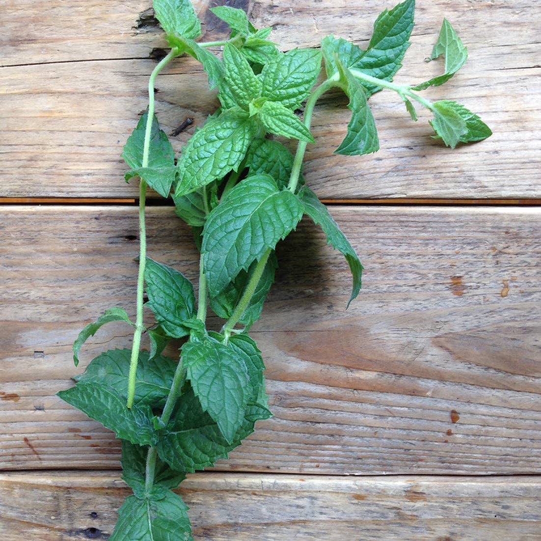 Seeds | Moroccan Spearmint