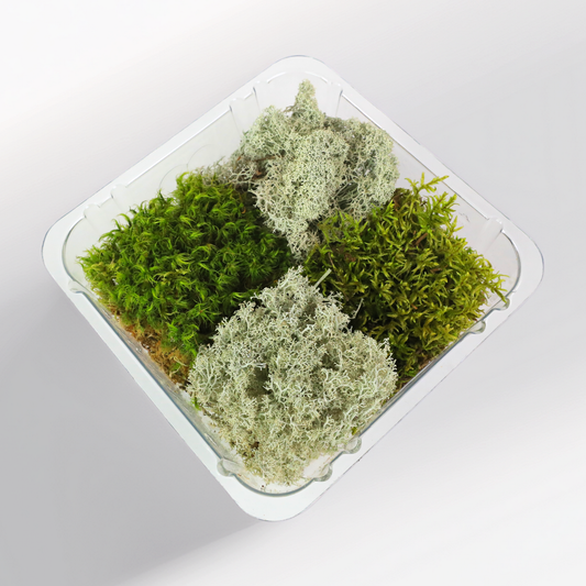 Mossify Revita-Moss 4 Pack Live