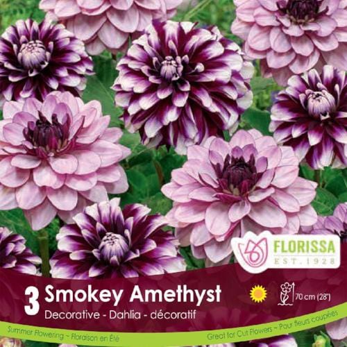 Dahlia Tubers | Smokey Amethyst