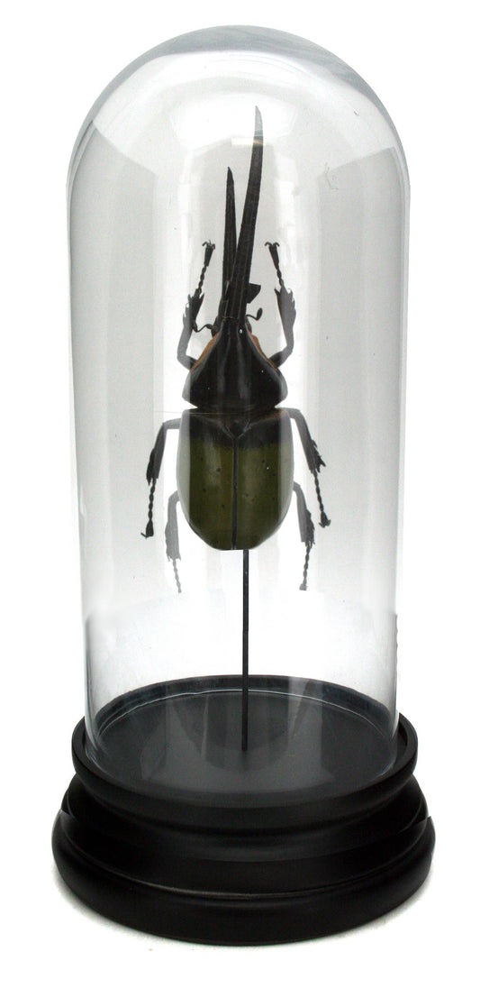 Black Hercules Beetle Glass Cloche
