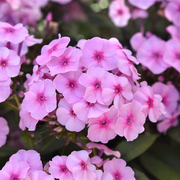 Phlox | Garden Seedling