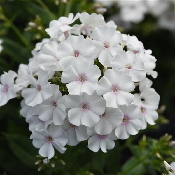 Phlox | Garden Seedling