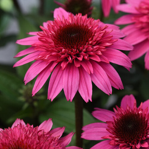 Echinacea | Garden Seedling