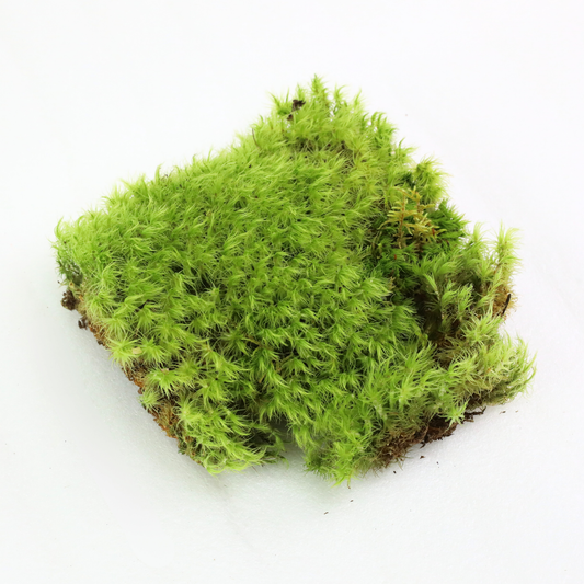 Mossify Mood Moss Live