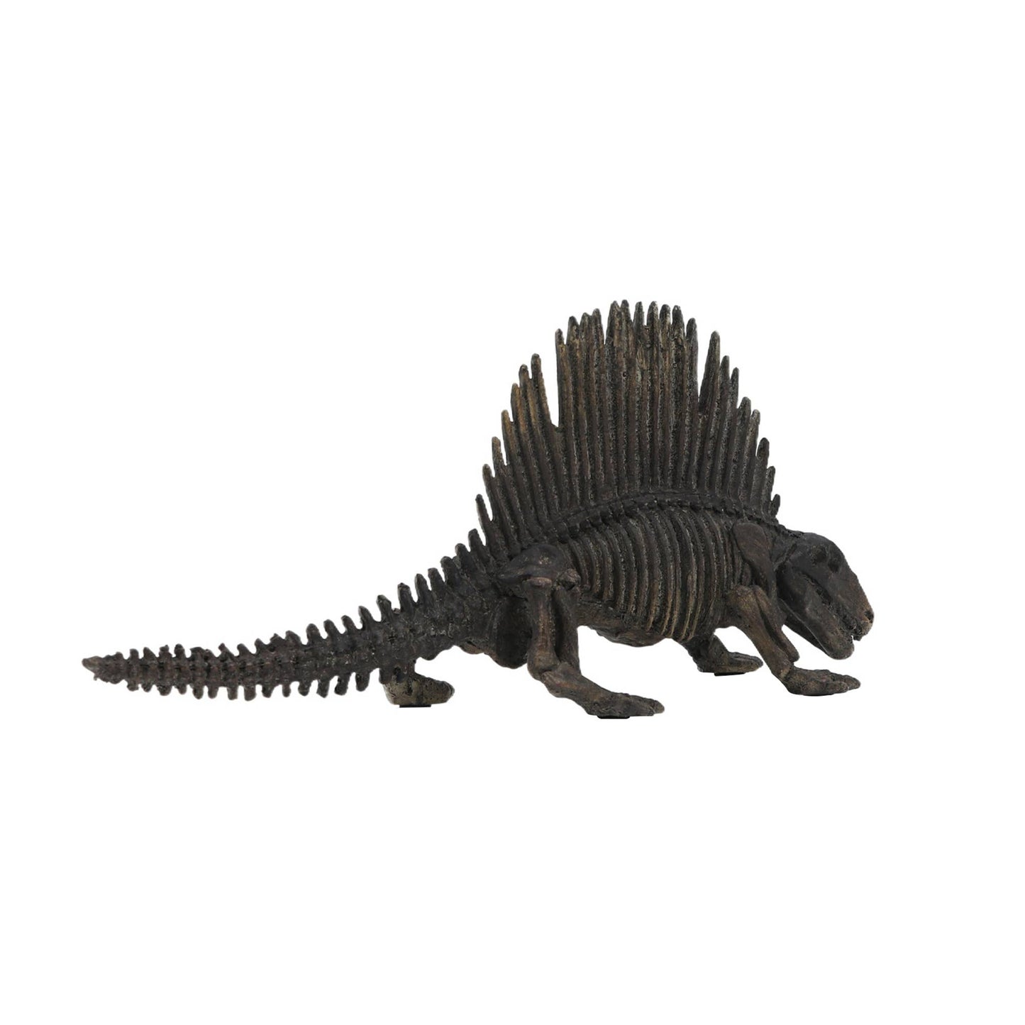 Dimetrodon Dinosaur Fossil
