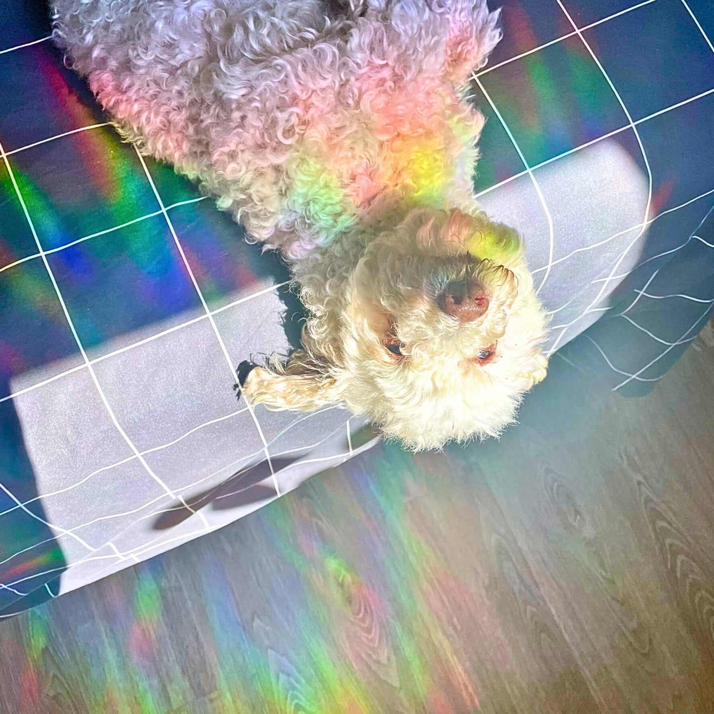 Celestial Mushroom Suncatcher Sticker