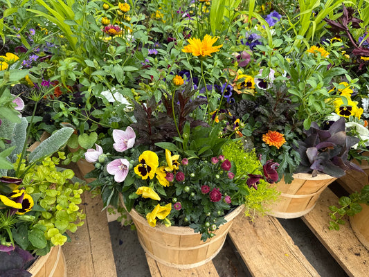 Apple Basket Mixed Planter