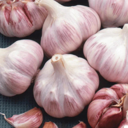 Garlic | Duganski 3pk