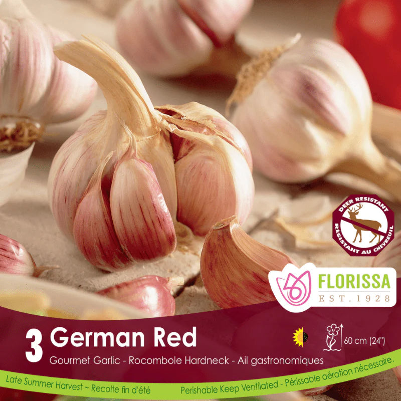 Garlic | German Red