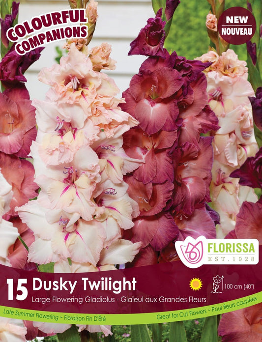 Gladiola | Dusky Twilight