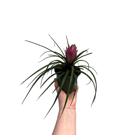 Tillandsia | Cyanea