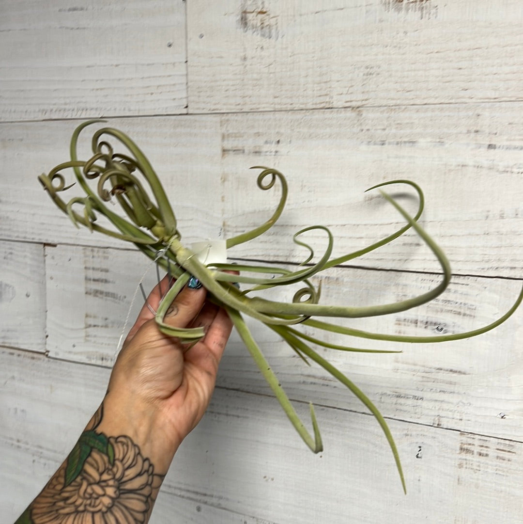 Tillandsia | Duratii 4-6"