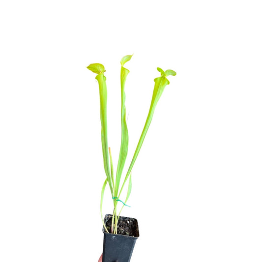 Sarracenia | Flava All Green