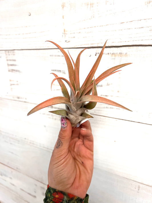 Tillandsia | Capitata Peach