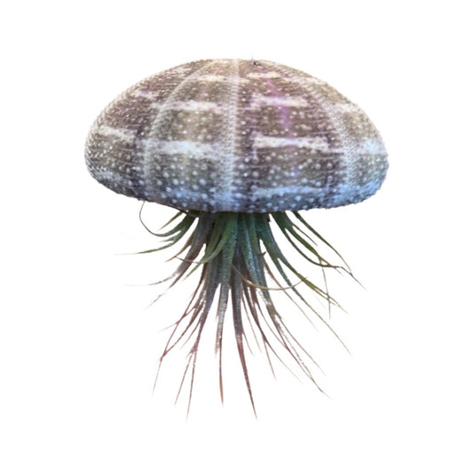 Tillandsia | Jellyfish Striped Ionantha