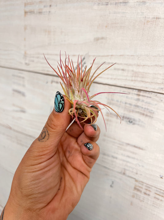 Tillandsia | Ionantha Rubra