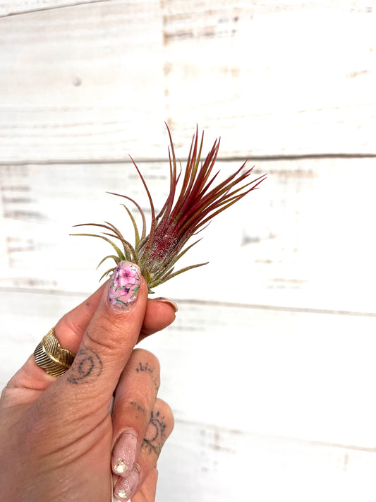 Tillandsia | Ionantha Fuego