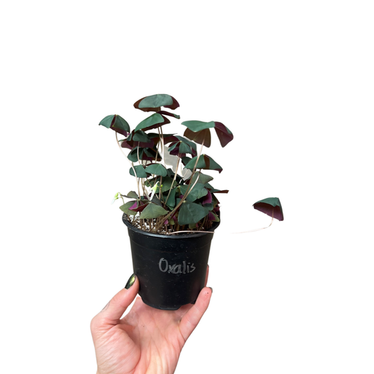 Oxalis Iron Cross 4”