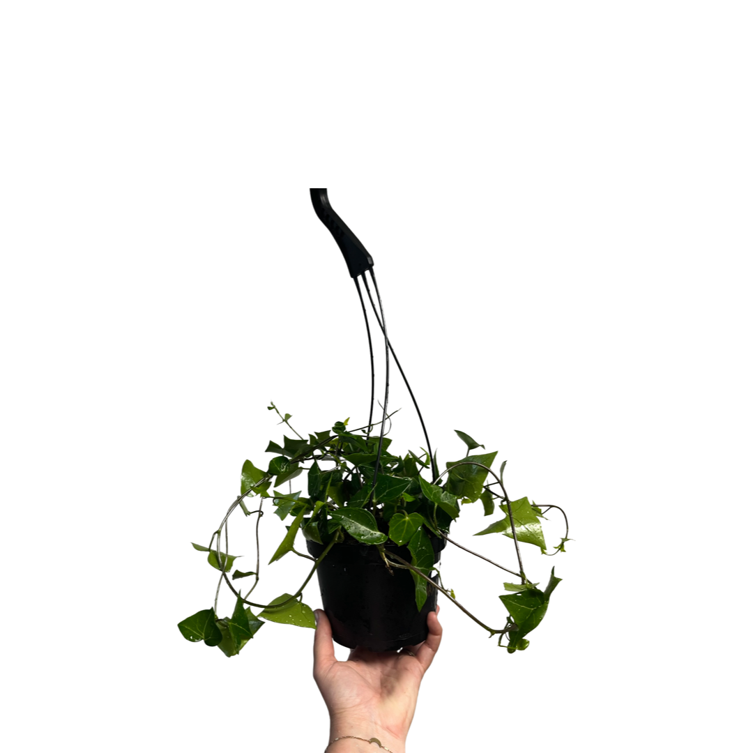 Senecio | Wax Tree Ivy