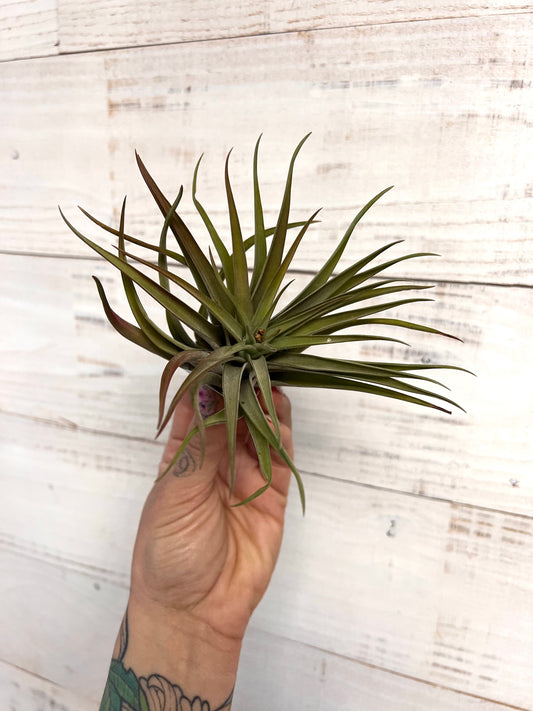 Tillandsia | Brachycaulous Velutina