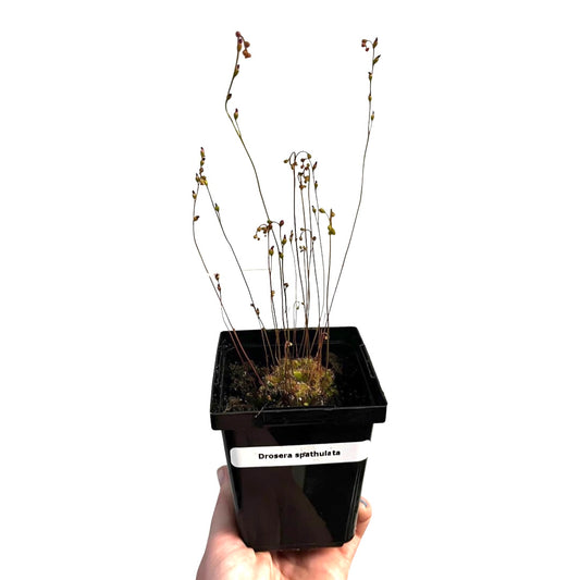Drosera Spathulata | Rosette Sundew