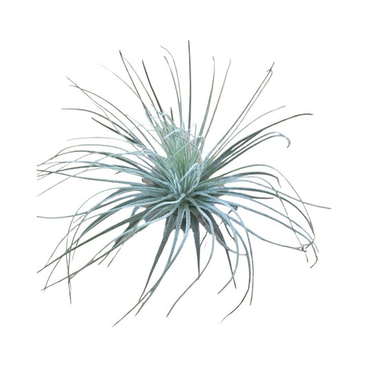 Tillandsia | Magnusiana
