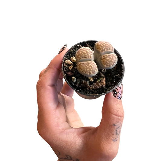 Lithops 2”