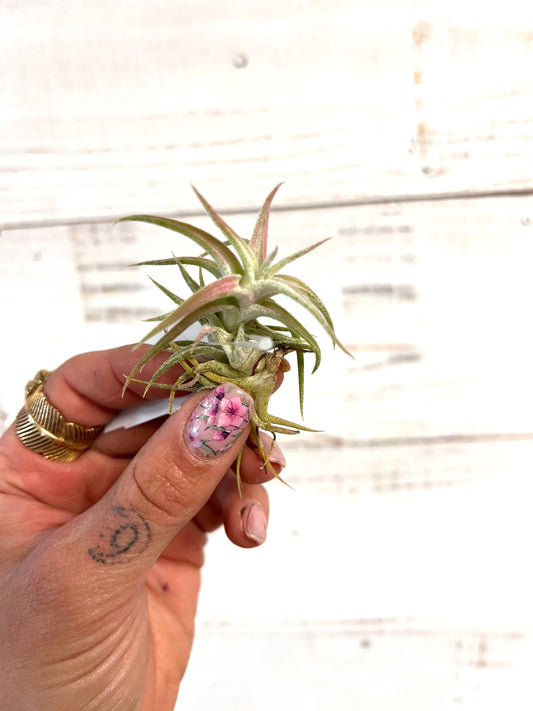 Tillandsia | Ionantha Vanhyningii