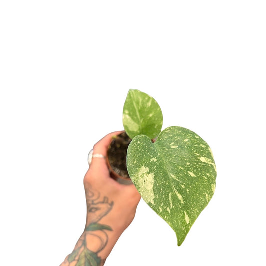 3” Thai Constellation Monstera *Rare*