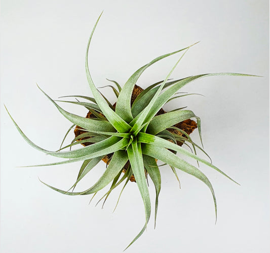 Tillandsia | Xerographica