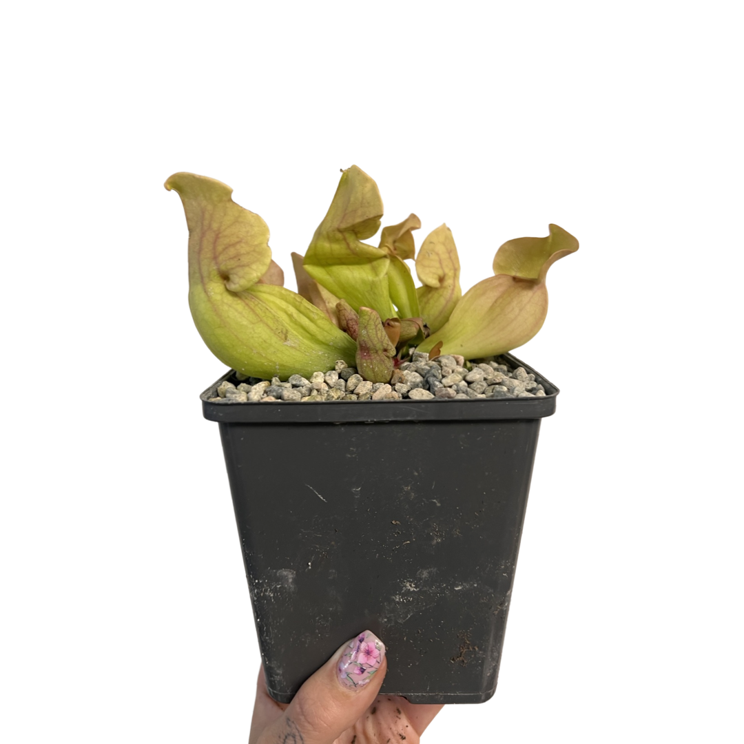 Sarracenia | Pitcher Plants Mix Species 5"