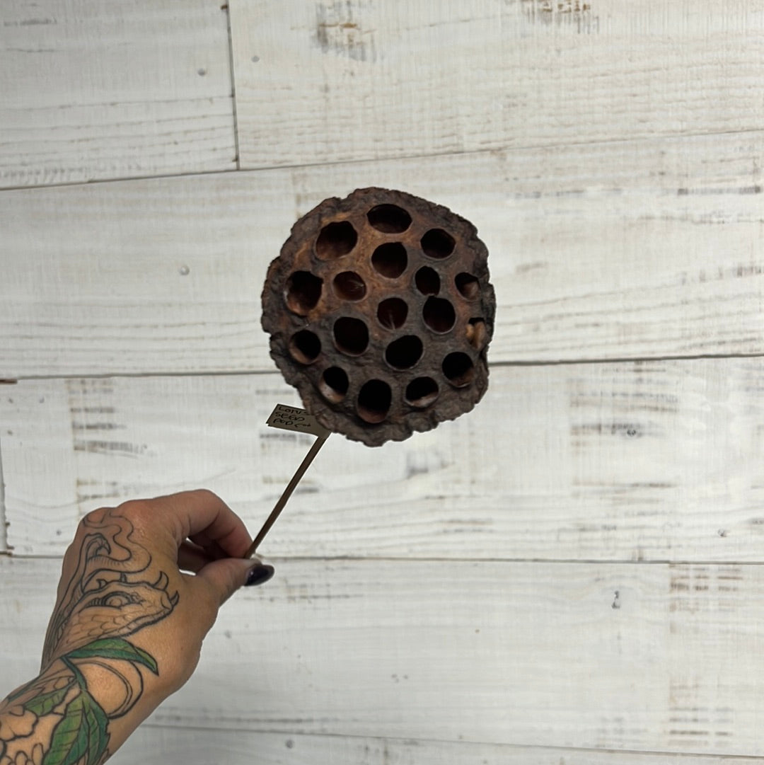 Dried & Preserved Floral | Lotus Seed Pod
